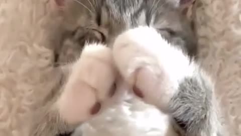 cute cat video