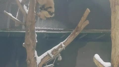 Gibbon Mom Fancy baby