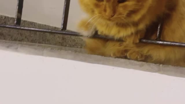 Cute homeless Cat