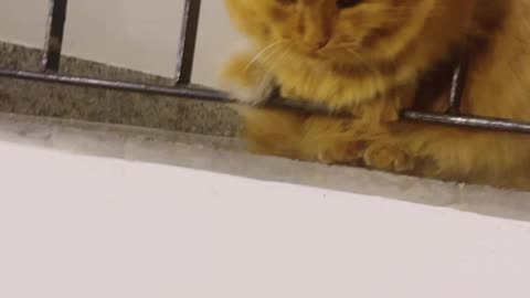 Cute homeless Cat
