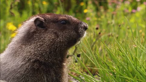 "Wild Wonders: A Journey into the Untamed"