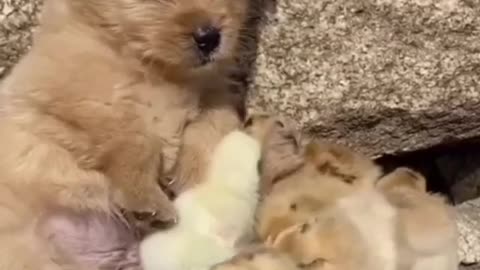 How cute are these little babies from 1 to 10? 🥰