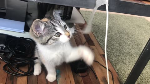 Funny Cat 😺 Must Watch