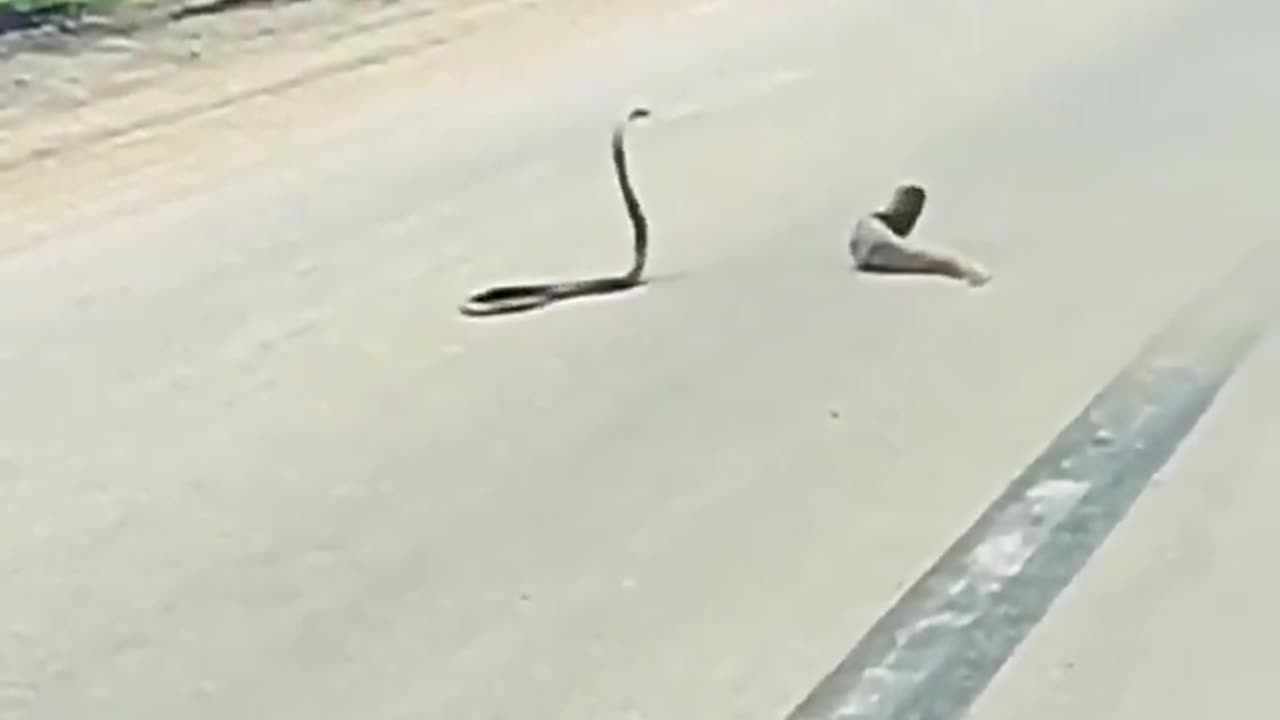 Wild Animals Playing - By roshanpawar38200