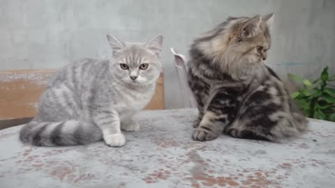 Beautiful kitty couple