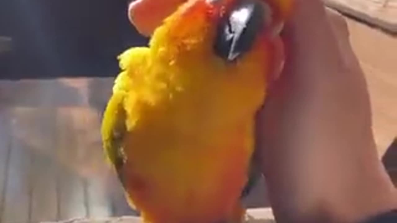Cute videos