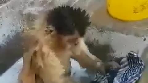 cute monkey🐒