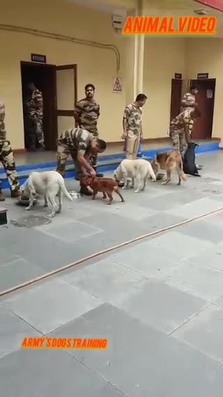 Army training dogs 🎖️🐶