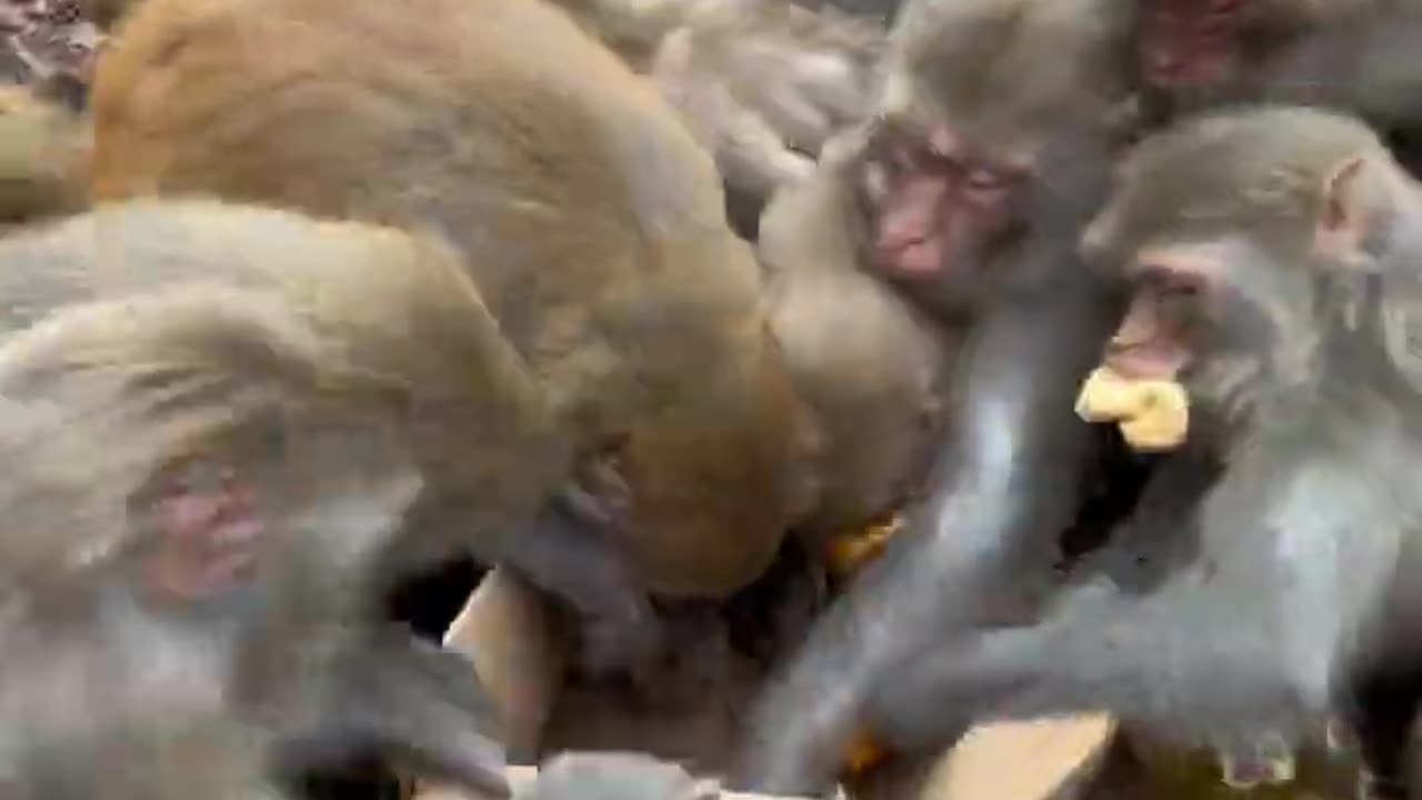 funny monkey