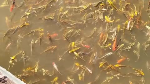 The goldfish