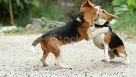 dog fighting is a great battle