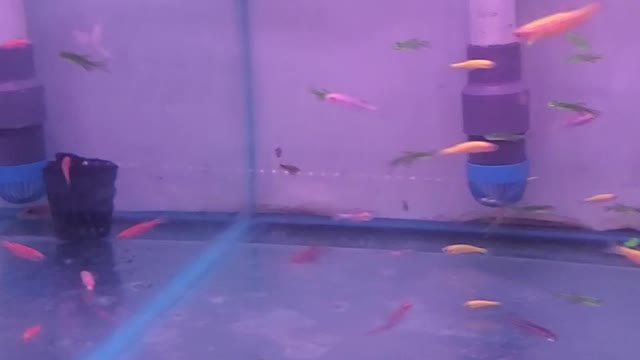 There are super small pet fish in the tank