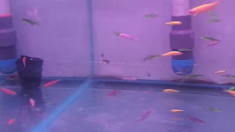 There are super small pet fish in the tank