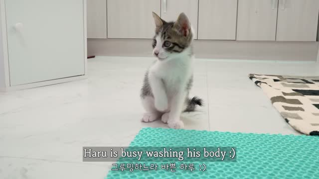 The Big Cat Wants to Teach the Rescued Kitten │ Episode.30