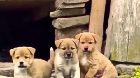 Funny video 🤣 #funnydog #funnydogs #funnyvideos #funnyvideo #funnyanimals #lol #haha