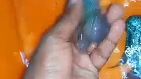 Beautiful fish