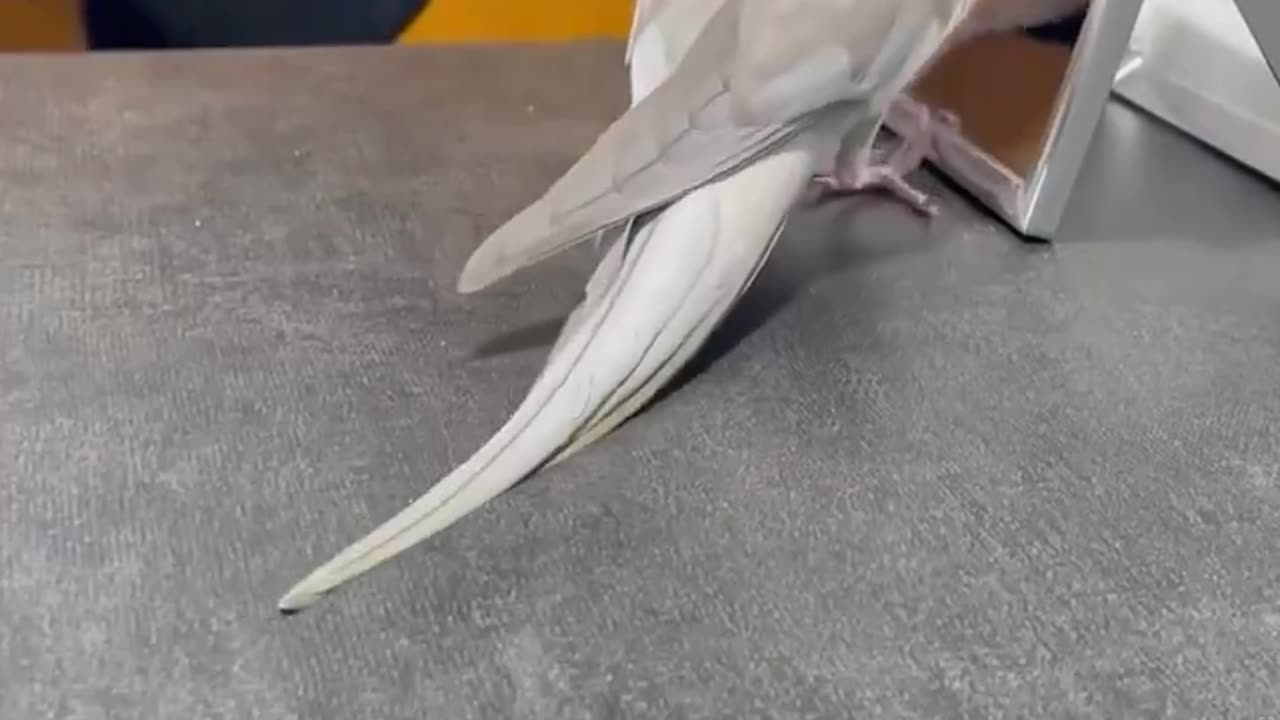artist parrot