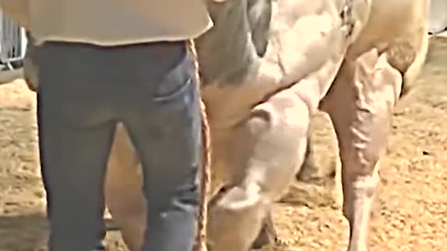 🐂 #toro #fyp #animals #biganimals #savageanimals
