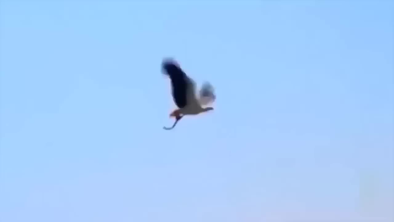 Eagle/cobra fight