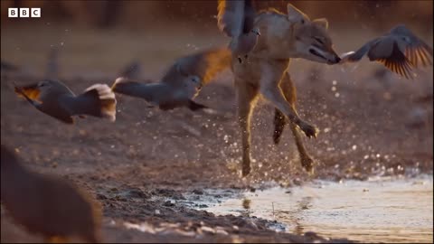 Wild Dogs Battle For Food | Dogs In The Wild: Meet The Family | BBC Earth