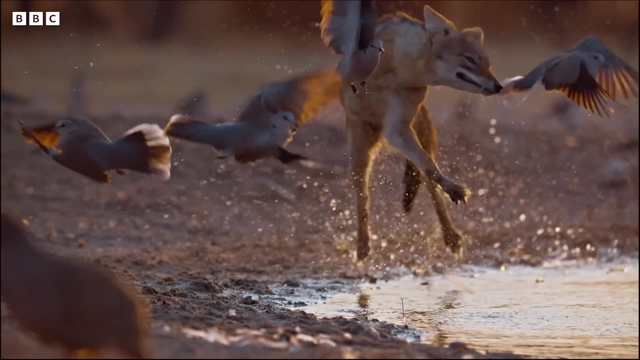 Wild Dogs Battle For Food | Dogs In The Wild: Meet The Family | BBC Earth