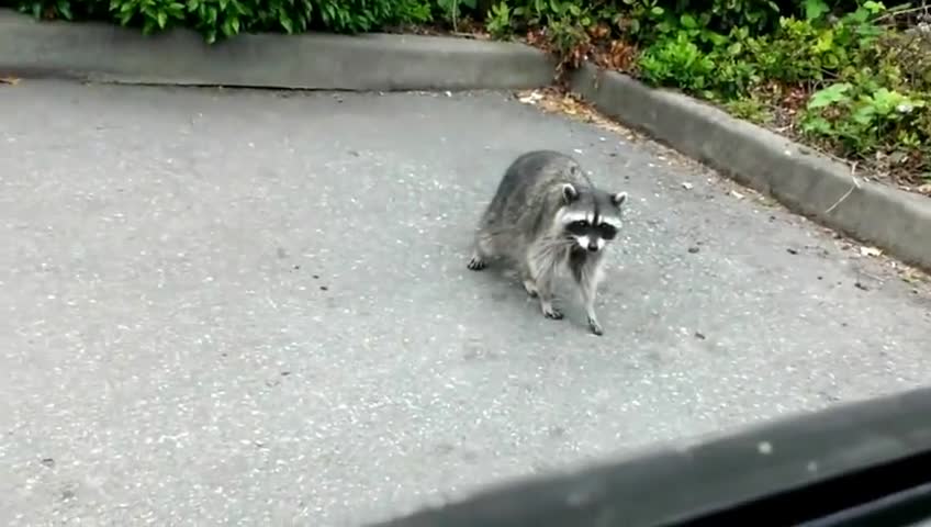 Cute Raccoon stands up close to say hello!