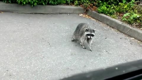 Cute Raccoon stands up close to say hello!