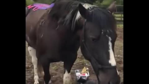 Cute And funny horse Videos Compilation cute moment of the horses - Cutest Horse #15