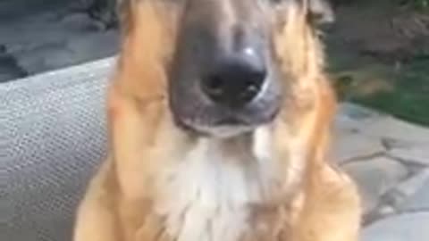 Funny animal