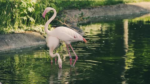 Heron floating in the lake