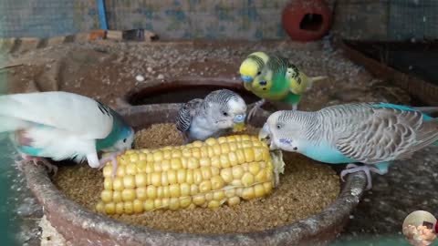 Budgie Birds Favorite Food Best Food for Budgies Budgie Food