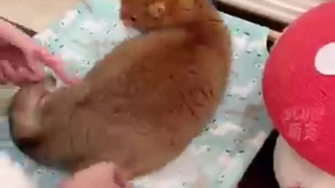 Cat Funny vedio