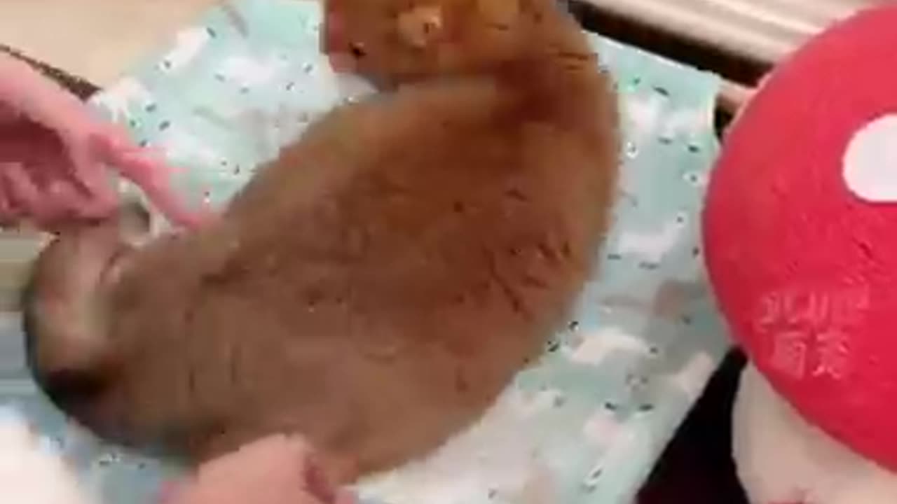 Cat Funny vedio