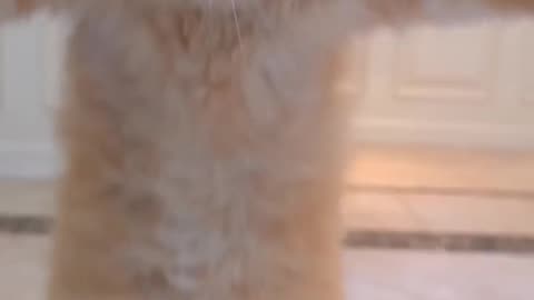 Cat enjoy dance