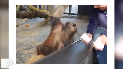 2023 dog & cat funy video