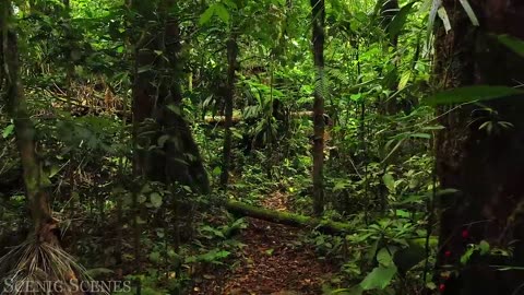 Animals of Amazon 4K