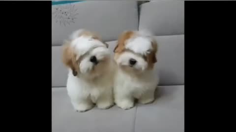 Cute animals baby's