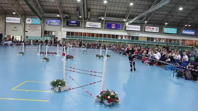 Finnish hobbyhorse championships 70 cm showjumping round