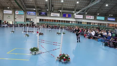 Finnish hobbyhorse championships 70 cm showjumping round