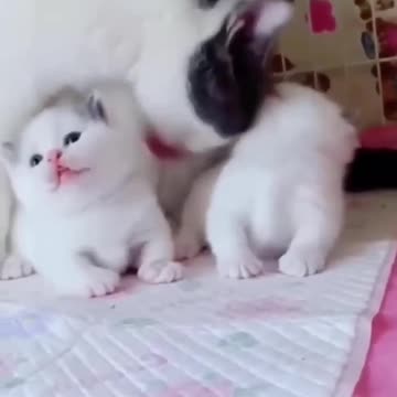 Mother cat playing with his children