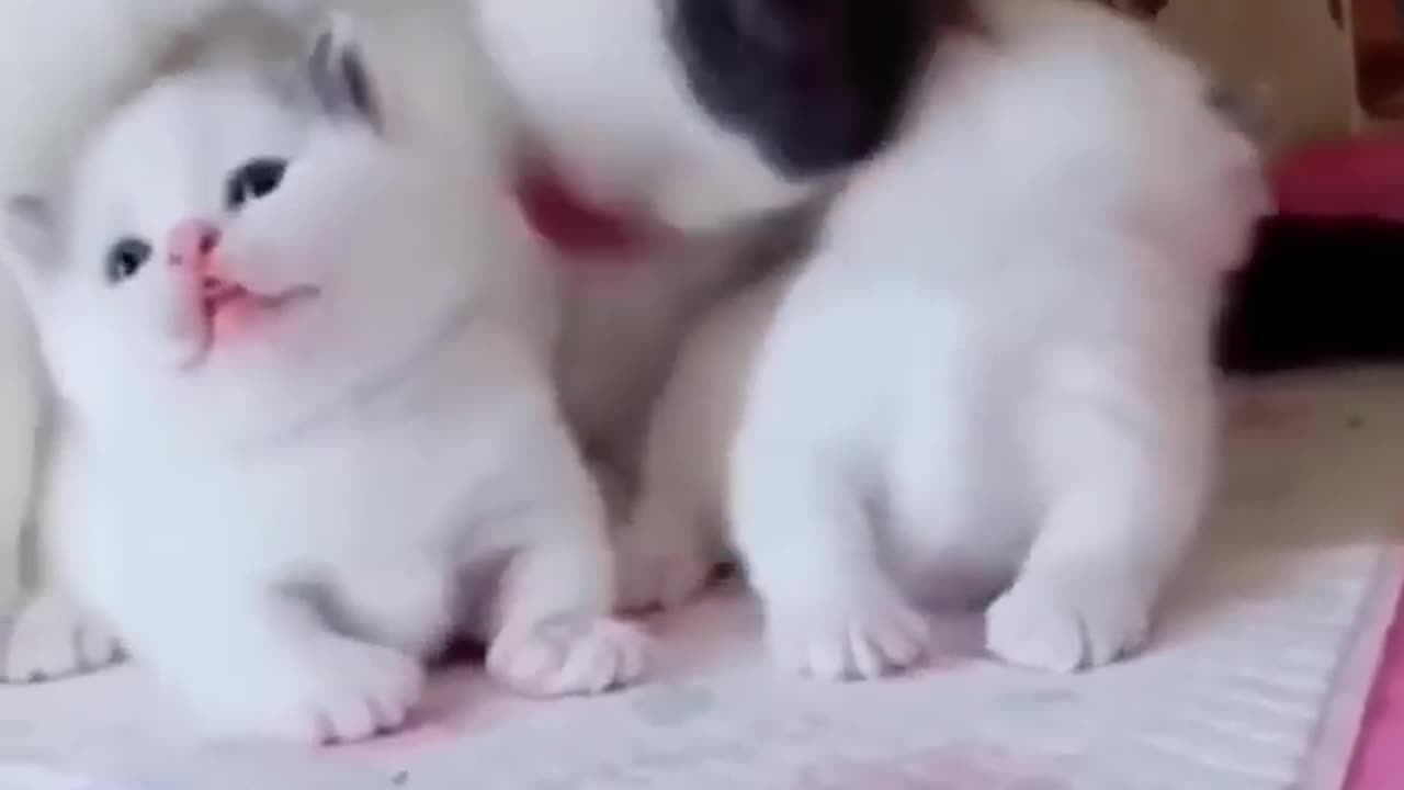 Mother cat playing with his children