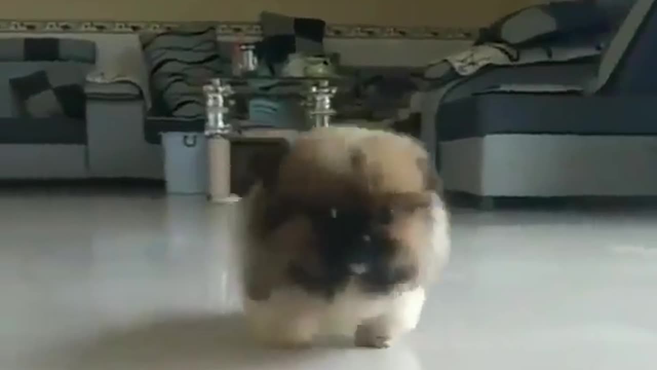 Cute dogs running