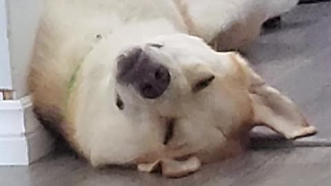 Shepsky Pulls All His Toys Out Just to Take a NAP!