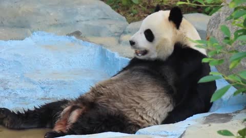 Band Giant Panda