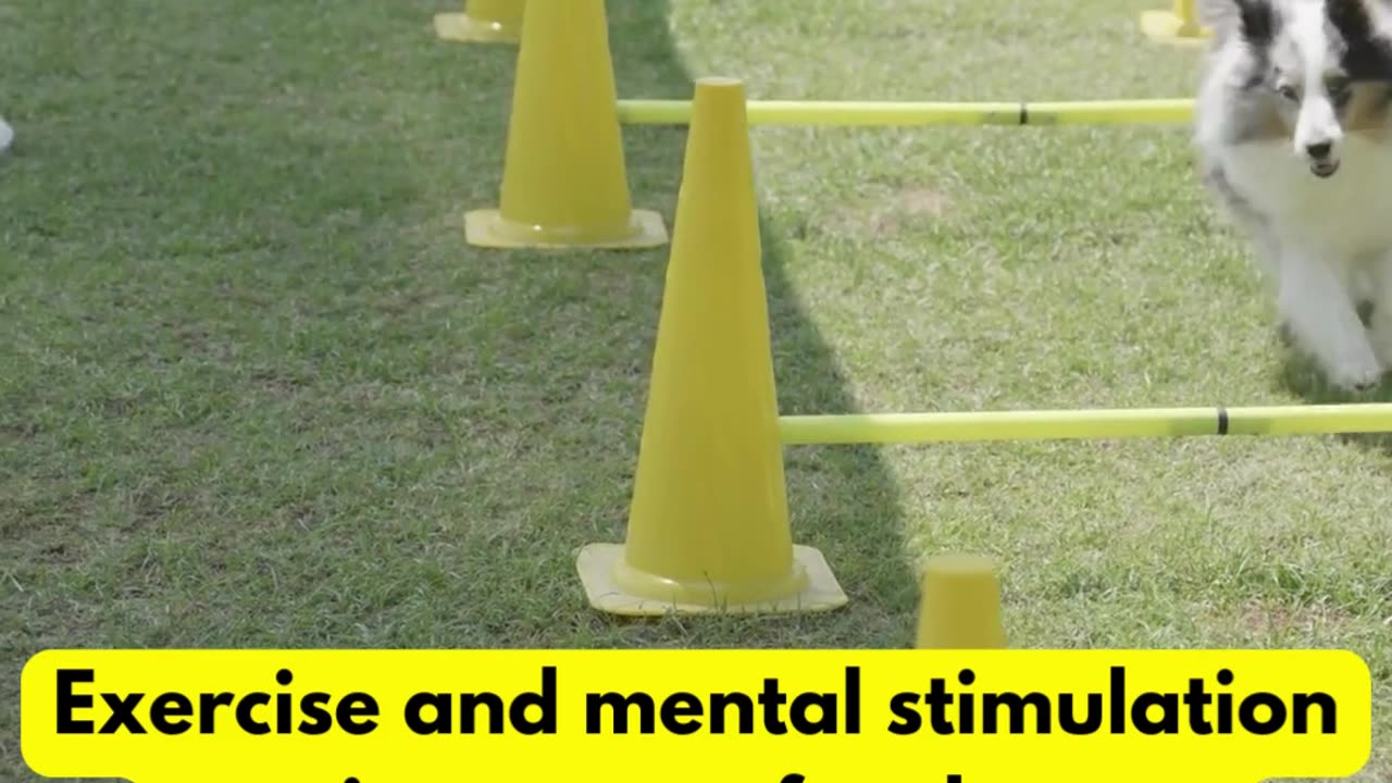 The Importance of Exercise for Dogs: Everything You Need to Know #dogfacts