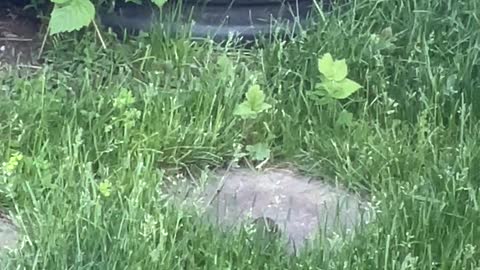 Vole Runs in Circles on Patio Stone