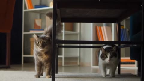 Animal Media Video Cat