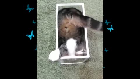 Funniest animals ever