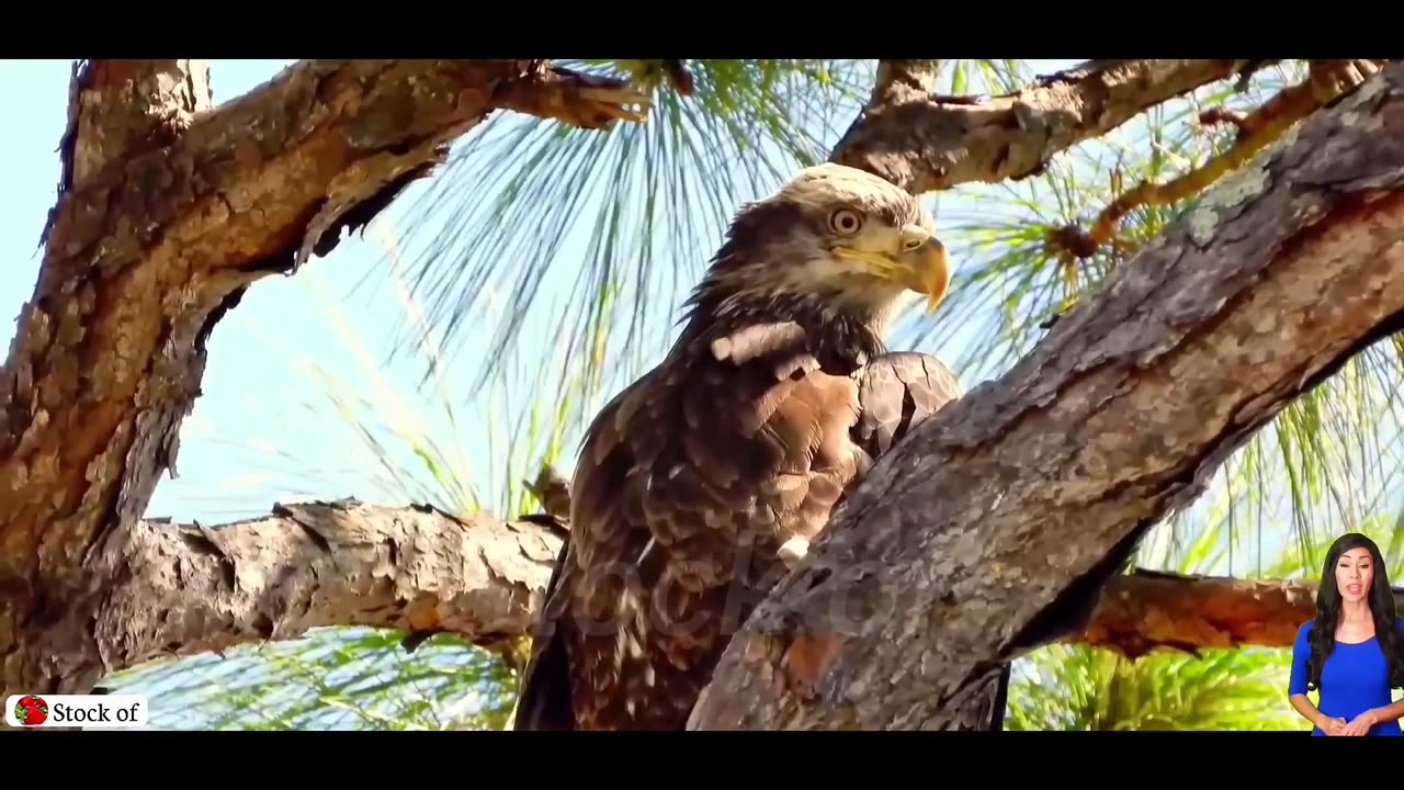funny animals moment