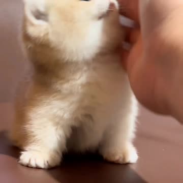 Cute Cat Video And Kittecat Video